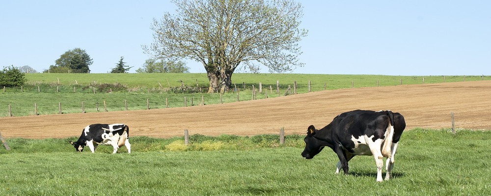 La vache laitière face au réchauffement climatique