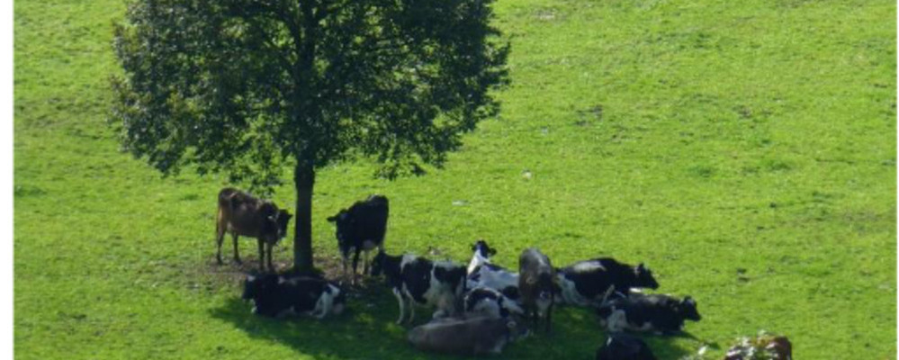 Mise en ligne d'une vidéo " La vache laitière face aux changements climatiques"