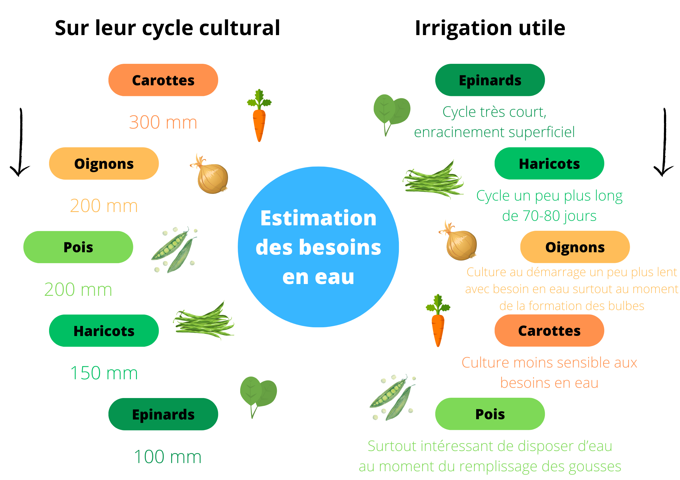 Estimations besoins en eau.png