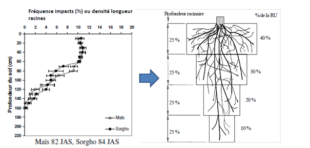 distribution des racines dan le sol.png